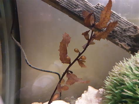 What is this marine plant? Red sea / Egypt. Its "seeds" contain air ...