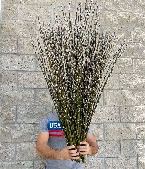 Natural Preserved Pussy Willow Branches // Real Willow // Home Decor ...