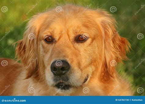 Female Golden Retriever
