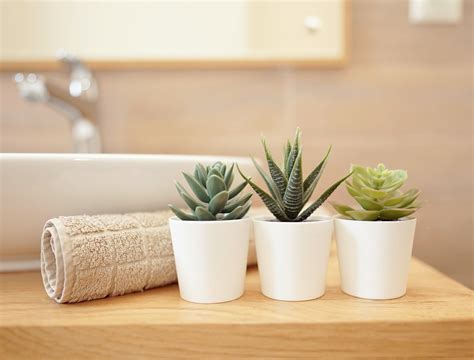 Avoid These 3 Houseplants in Your Bathroom