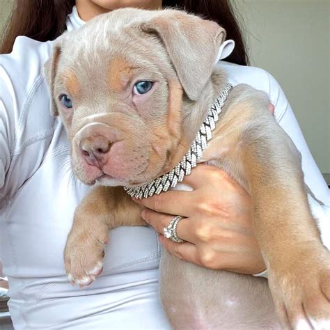 Lilac Tri XL American Bully Puppy | Pitbull puppies, Cute animals ...