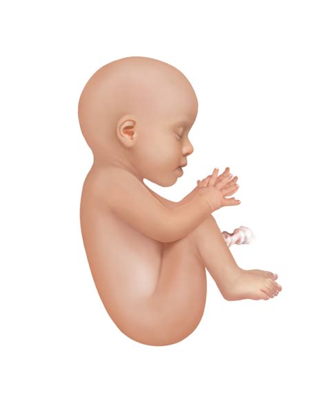 Baby development at week 26 | Learn more about the baby's development ...