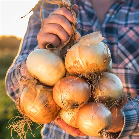 Walla Walla Onion Plants | Cold Hardy Onions | Steele Plant Company