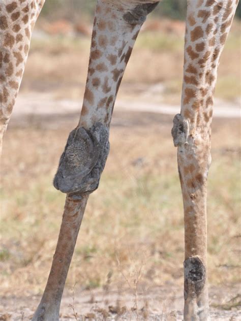 Giraffes Predators