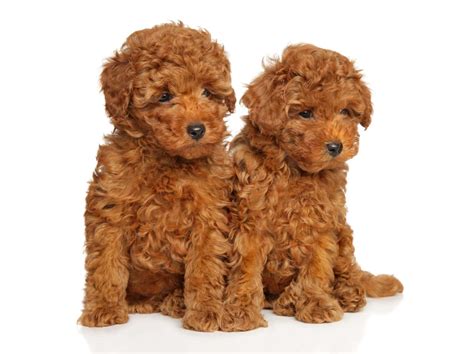 Toy Poodle Colors: Rarest to Most Common - A-Z Animals