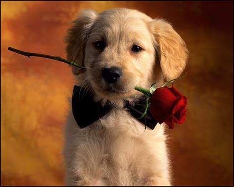 10 Greatest cute wallpaper of dogs You Can Get It For Free - Aesthetic ...