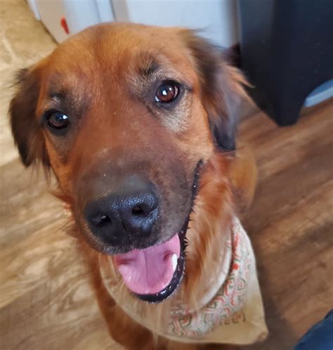 Found Pets - Roice-Hurst Humane Society