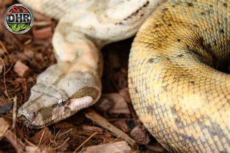 Hog Island Boas - Darren Hamill Reptiles