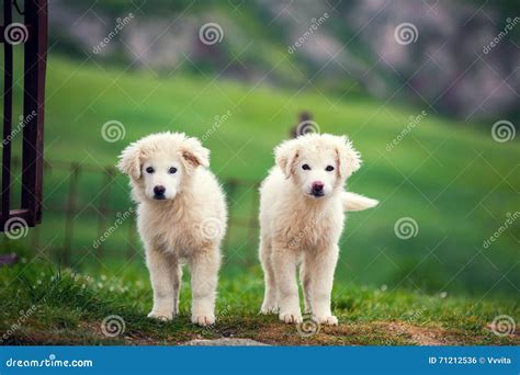 Two Puppies of Great Pyrenean Mountain Dog Stock Photo - Image of ...