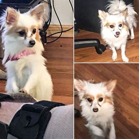 Athens Ohio Craigslist Pets at Lauren Gunter blog