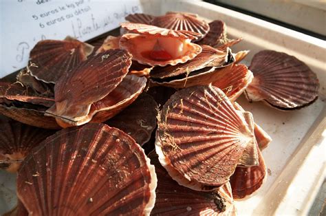 Diver Scallops Vs Sea Scallops at Diane Straub blog
