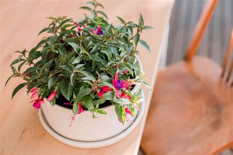 How to Grow and Care for Fuchsias Indoors