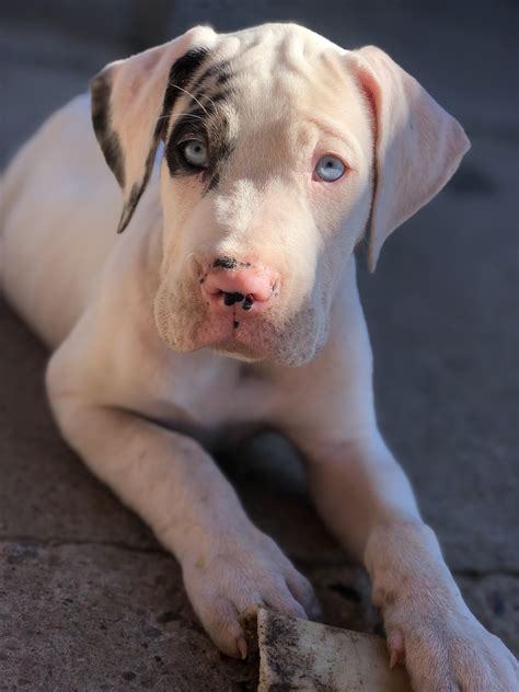 Rare blue eyed Dogo Argentino/ Great Dane : rarepuppers