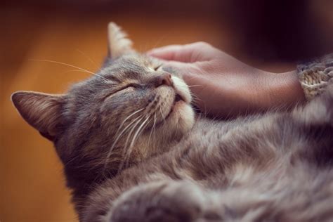 Why Do Some Cats Purr So Loudly?