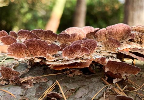 3 Types Of Fungi