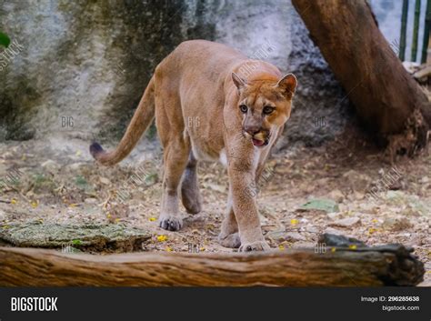 Adult Male Cougar ( Image & Photo (Free Trial) | Bigstock