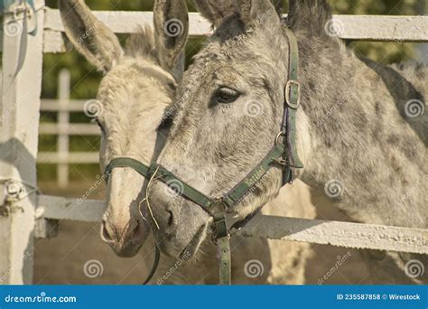 Two Donkeys in a breeding stock photo. Image of donkey - 235587858