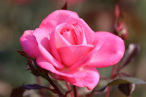 Eliza® rose - Palatine Fruit & Roses