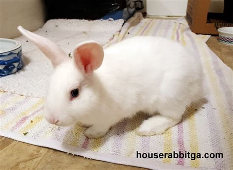 Rabbit Ramblings: Adoptable bunnies at the Georgia House Rabbit Society