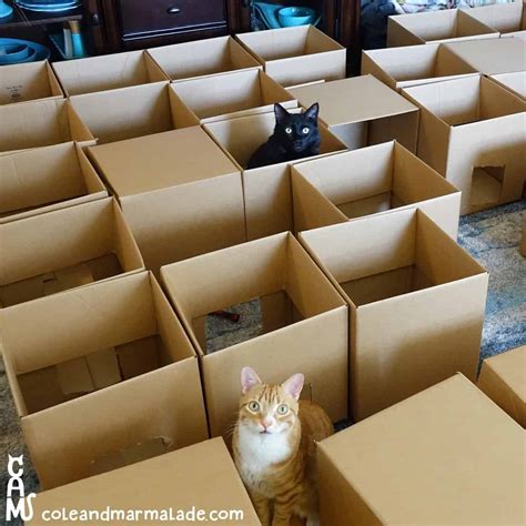 5 Reasons Why Cats Love Cardboard Boxes So Much - Cole & Marmalade