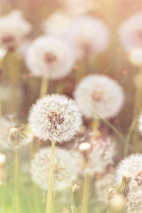 Dandelions Aesthetic Wallpapers · 120+ Backgrounds 🌬️🌼💨