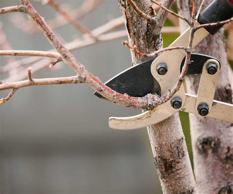How to prune birch trees - expert tips for safe trimming | Homes and ...