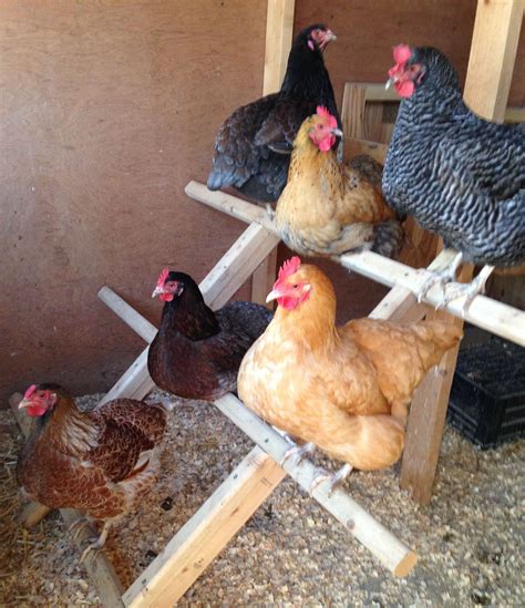 Top 102+ Pictures Pictures Of Chicken Roosting Bars Excellent