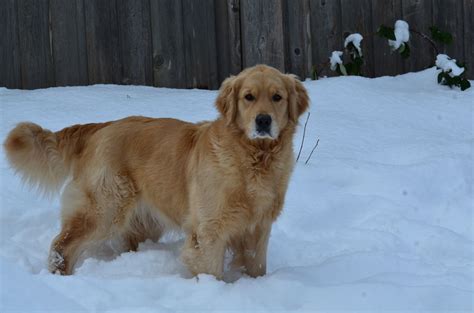 Rosie - Playtime Golden Retrievers