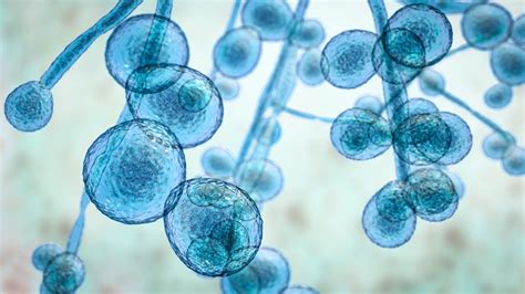 Vibrator Yeast Infection: How It Happens – And How To Avoid It - sex with yeast