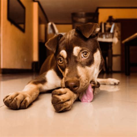 Why Does My Older Dog Lick My Puppy Privates