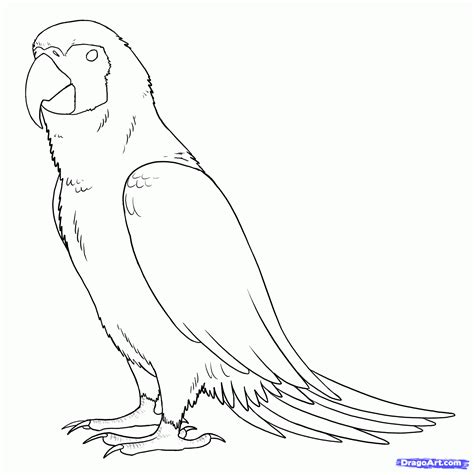 Macaw Drawing at GetDrawings | Free download