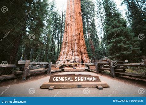 General Sherman Tree Webcam, Webcam Sequoia And Kings Canyon National ...