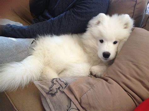 Samoyed puppy knows how to relax Baby Puppies, Baby Dogs, Cute Puppies ...