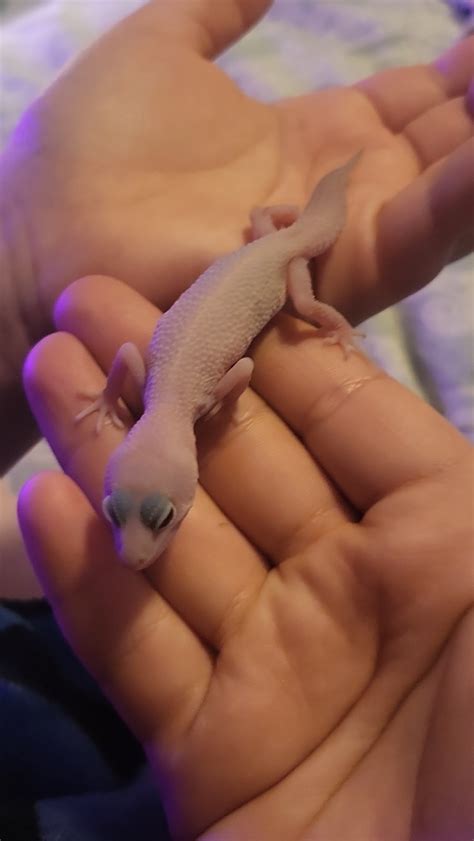 Leopard Gecko Albino