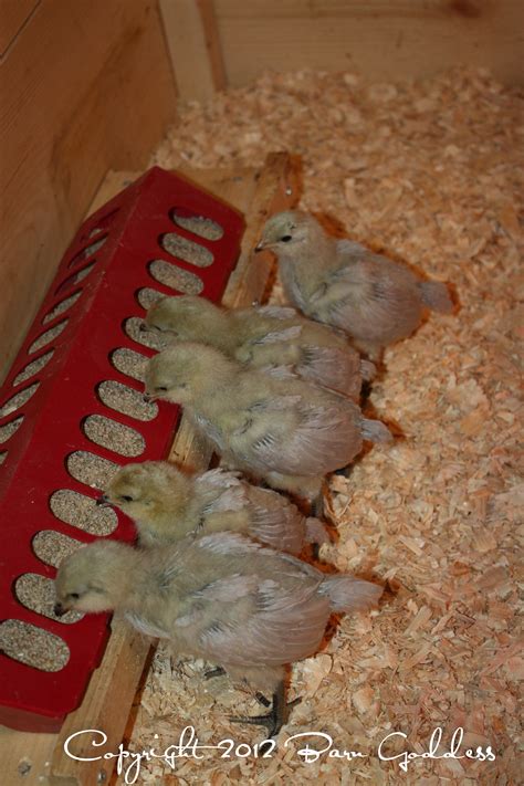 Lavender Ameraucanas | BackYard Chickens - Learn How to Raise Chickens