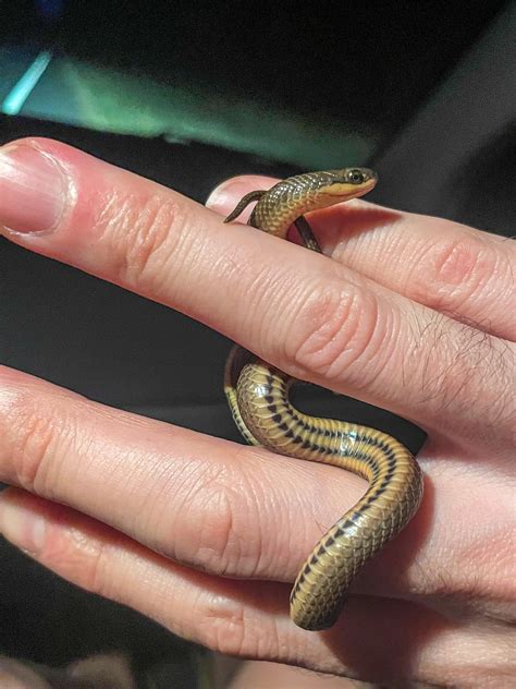 Two elusive species of snakes found on the same short road (a year ...