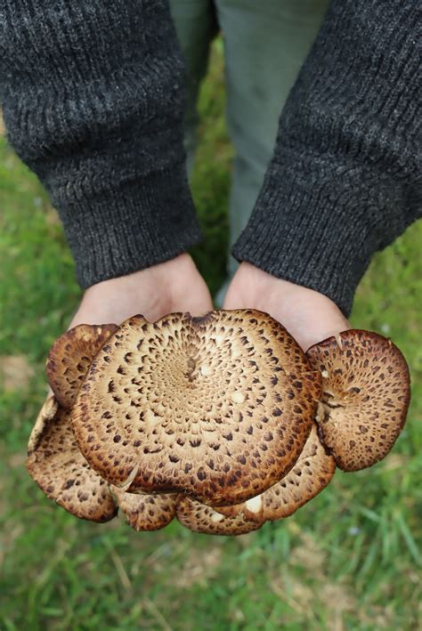 30+ Pheasant Back Mushroom Recipes - Adamant Kitchen