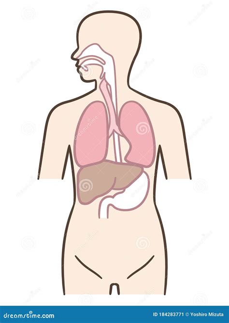 Easy Organ System Diagram