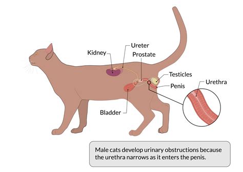 Symptoms of urinary obstruction in cats