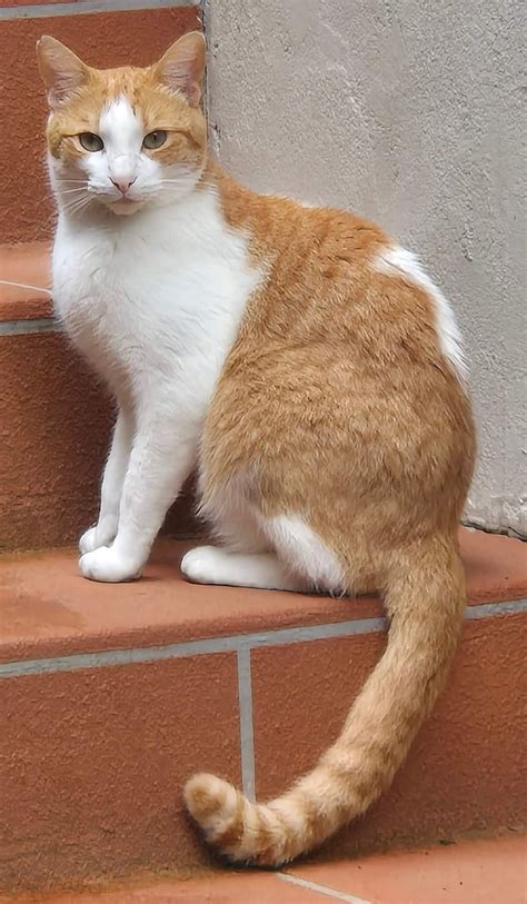 Pin by Maggie Boone on Animal References in 2025 | White tabby cat ...