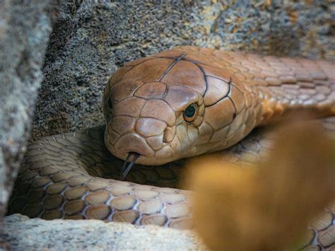 Hannah Owo OnlyFans Leak – Details over het recente lek - Amsterdam Nieuws