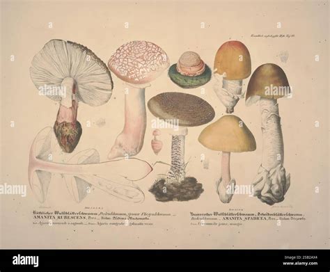 Detailed study of different species of mushrooms hi-res stock ...