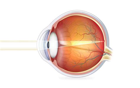 The Cornea | Real Eyes Optometry