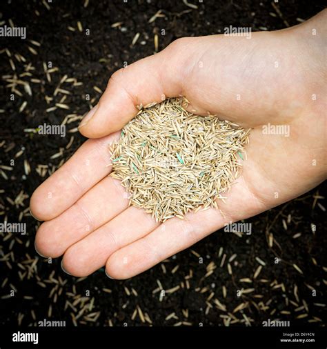 Hand planted hi-res stock photography and images - Alamy
