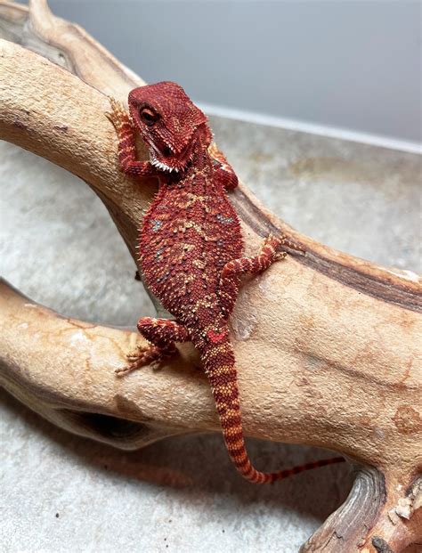 Red monster 100 percent central bearded dragon by house of dragons ...