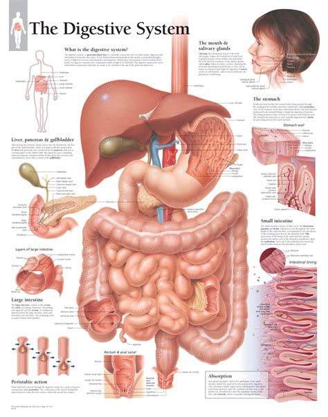The Digestive System