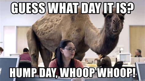 Hump day | Funny happy, Funny memes, Hilarious