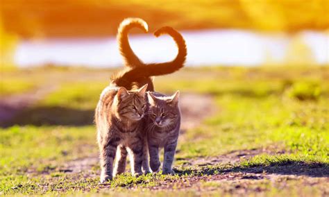 Why Do Cats Love Catnip? - A-Z Animals
