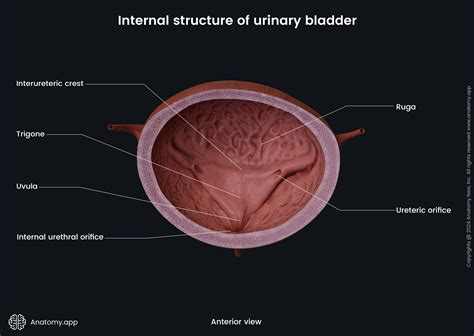 Bladder Base Anatomy The Urinary Bladder | Musculoskeletal Key