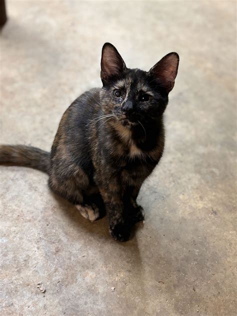 Hadley: Visit at Petsmart's Web Page